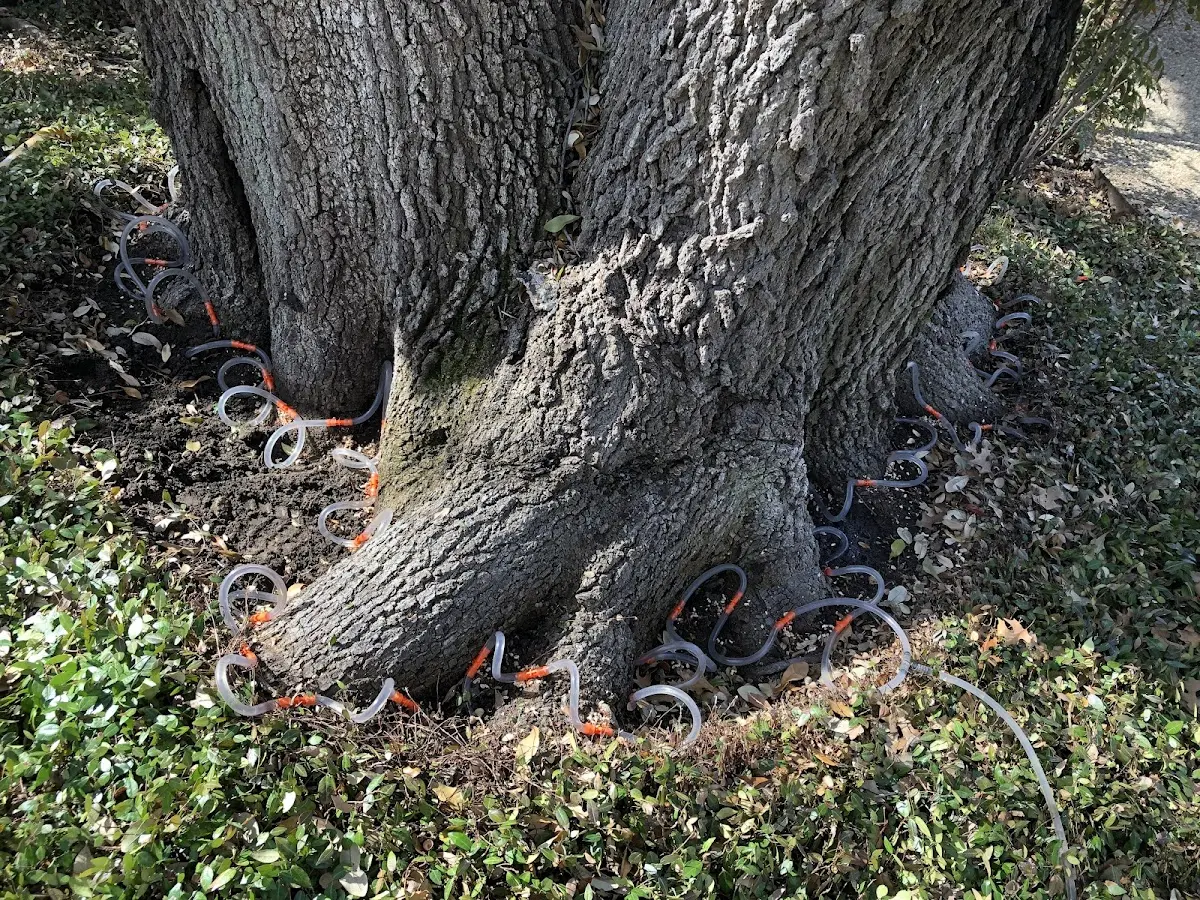Detailed Tree Cabling and Bracing job site in Wheaton